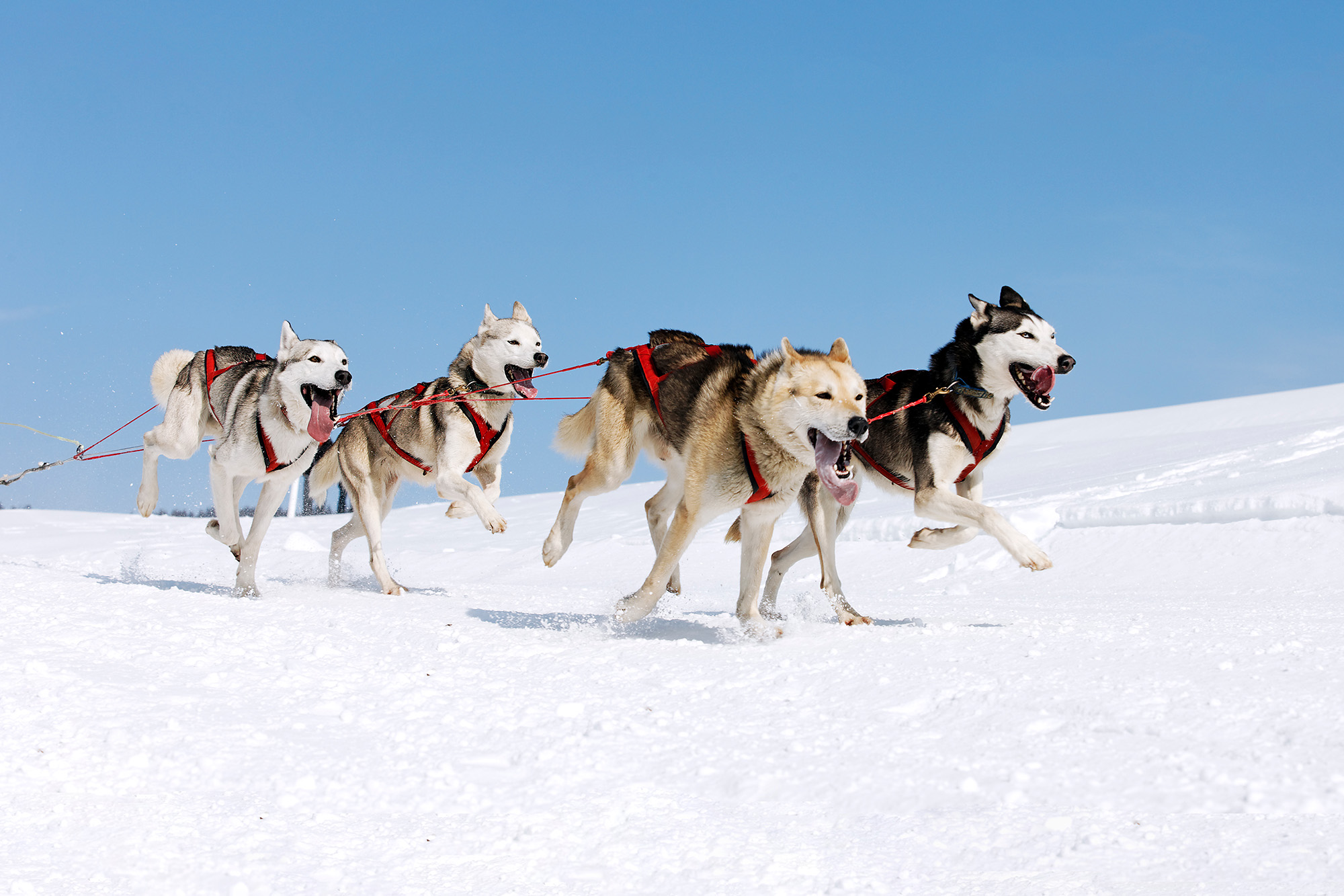 USA Alaska Itidarod Dogs