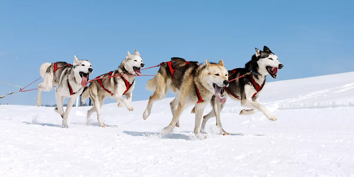 USA Alaska Itidarod Dogs