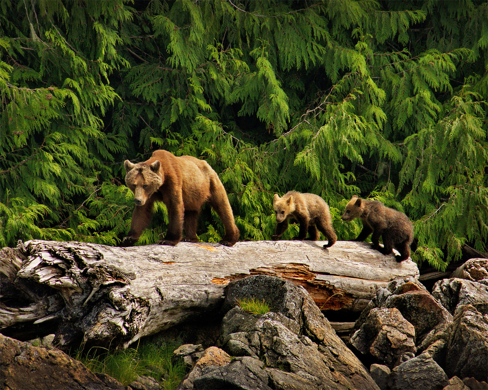 one adult bear and two baby bears walking over a log in the forest
