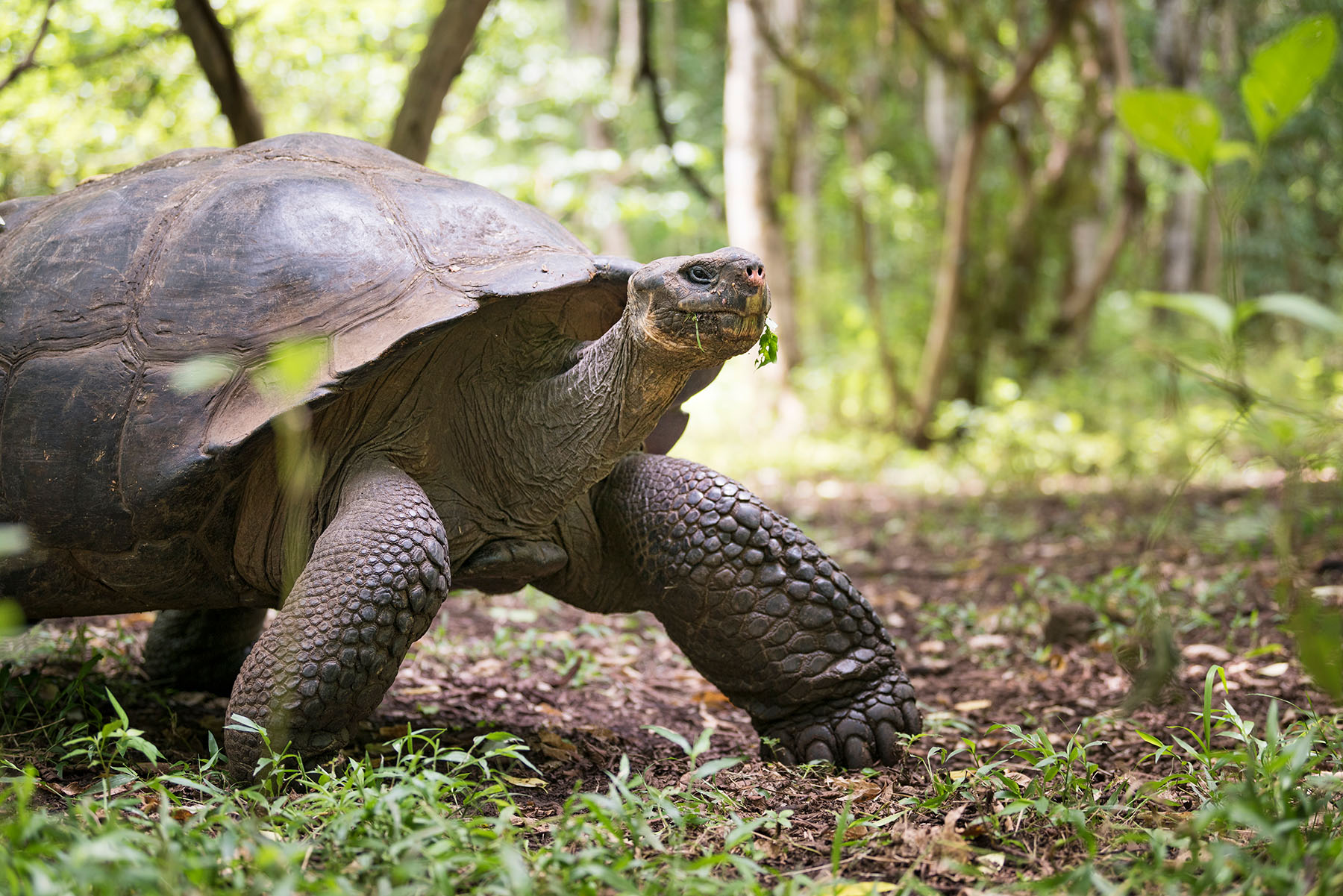  Galapagos Giant Tortoise