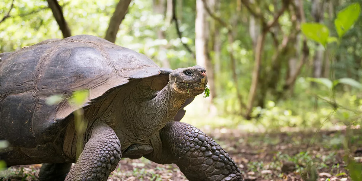 Galapagos Giant Tortoise