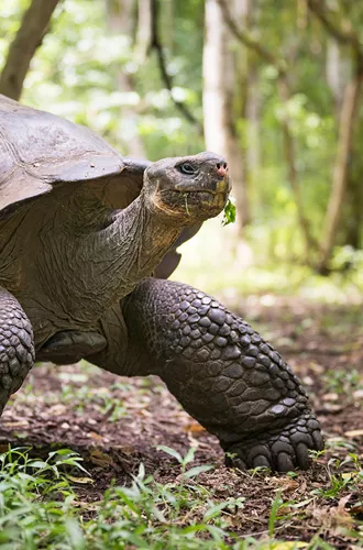 Galapagos Giant Tortoise