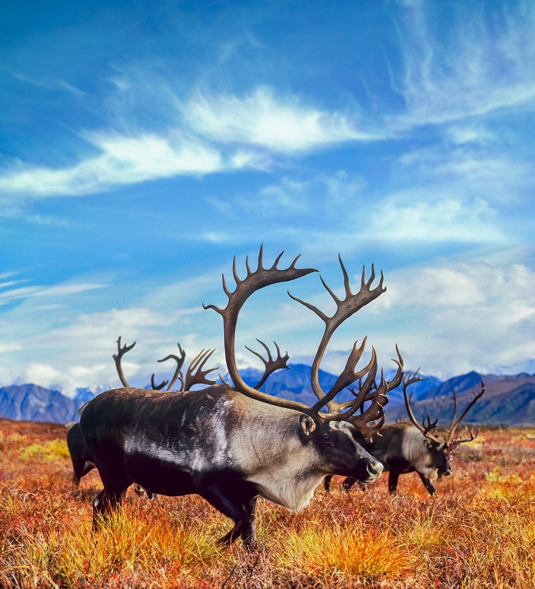 Migrating Bull Caribou In Autumn Tundra