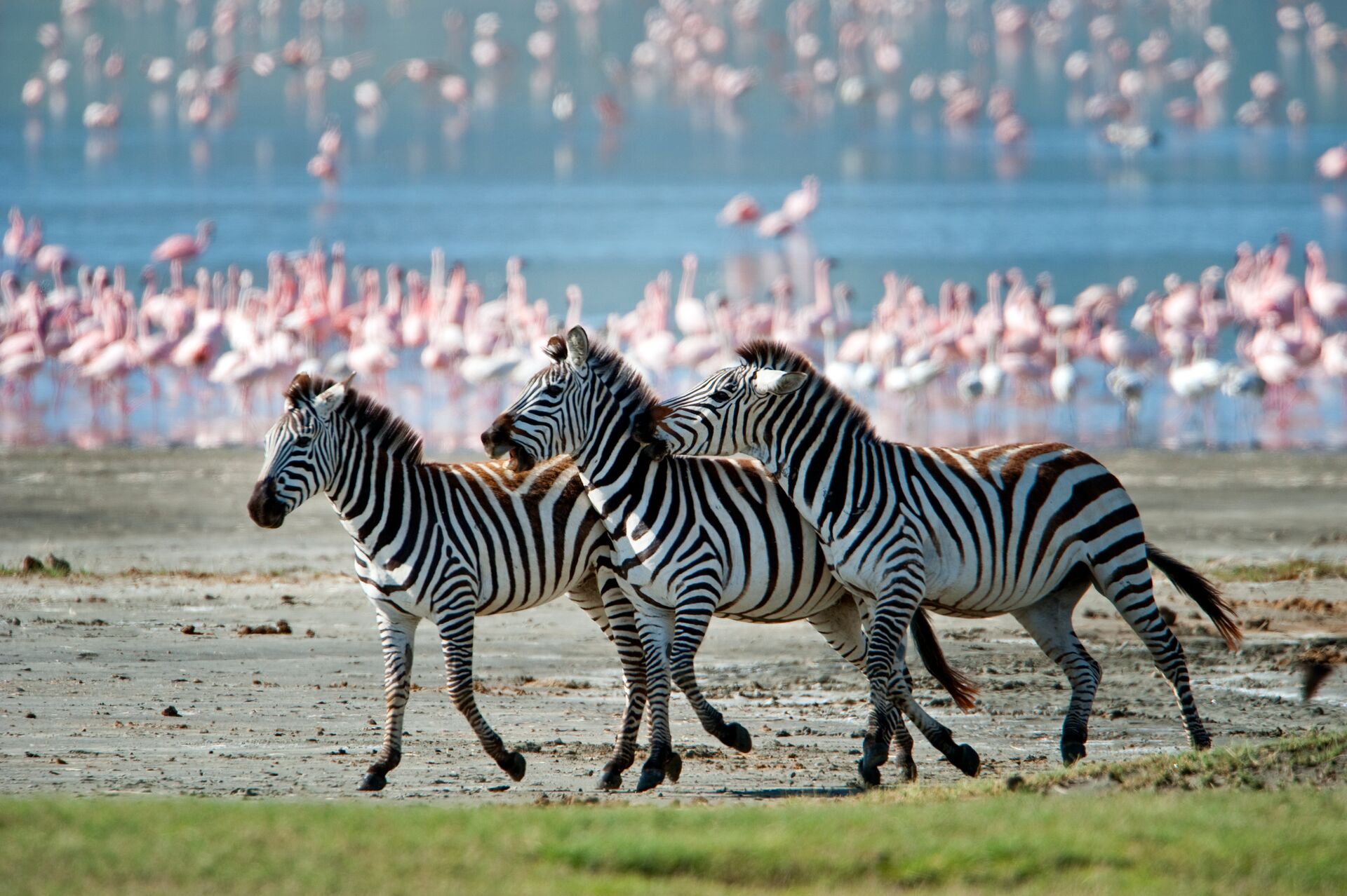 Zebras running with flamingos in the background