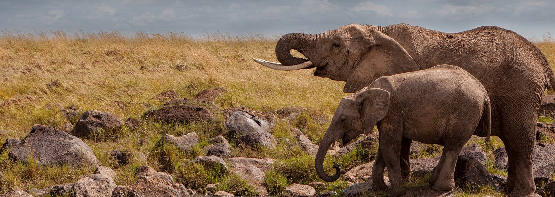 Kenya Masai Mara Elephants At Waterhole