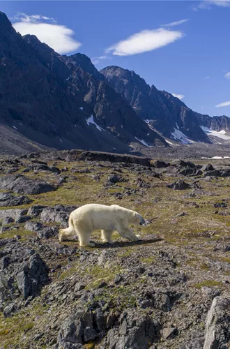 Polar Bear In Alpine Valley