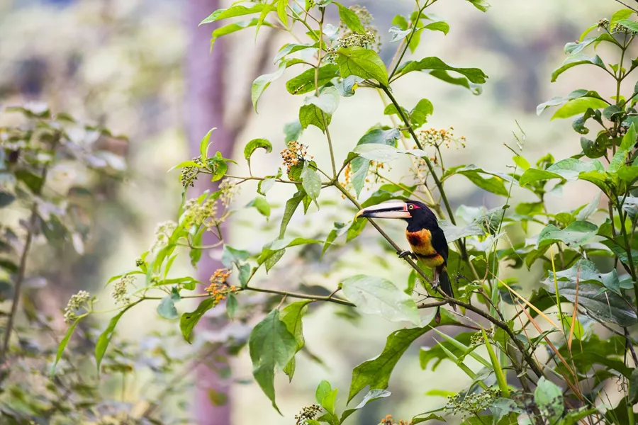 Ecuador Toucan In The Choco Rainforest, This Area Of Jungle Is The Mashpi Cloud Forest In The Pichincha Province
