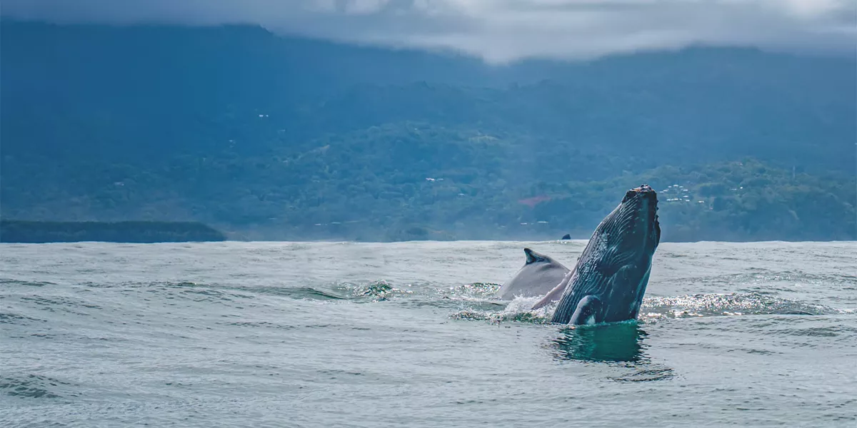 Humpback Whale Breaching