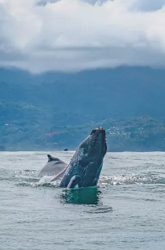 Humpback Whale Breaching