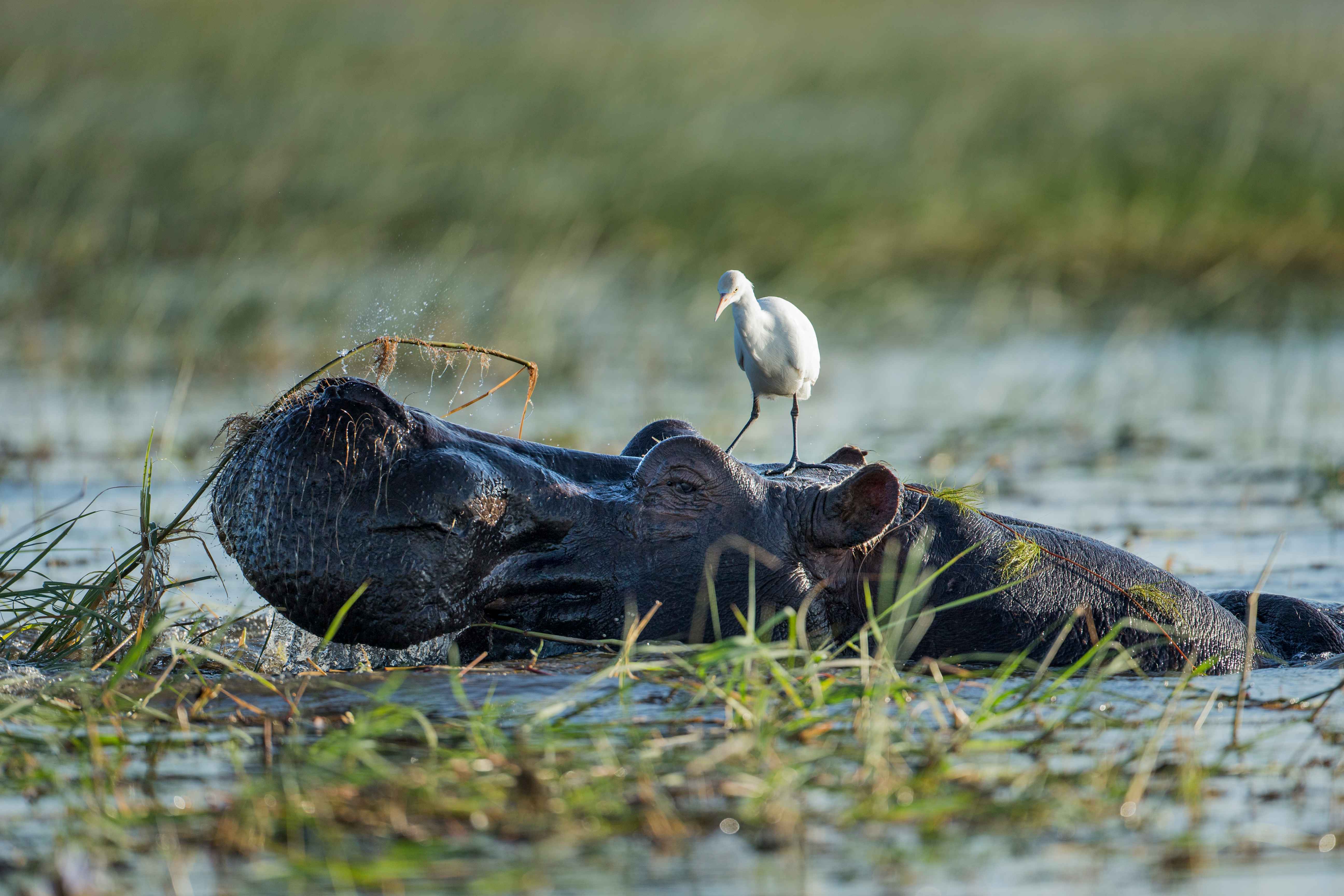 A bird sitting on top of a hippopotamus in water