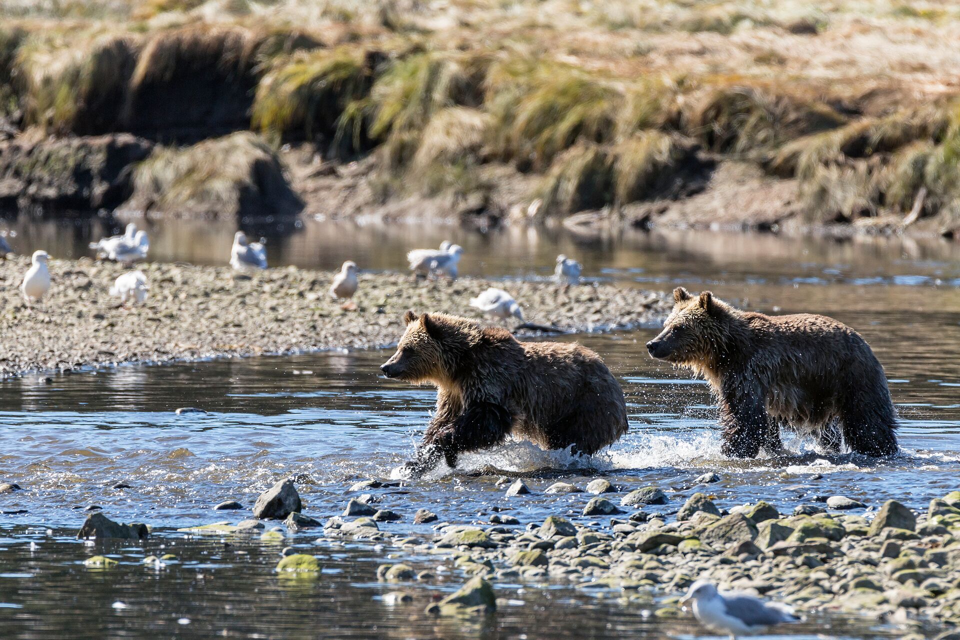 Grizzly Bear Cubs Chasing Salmon through water