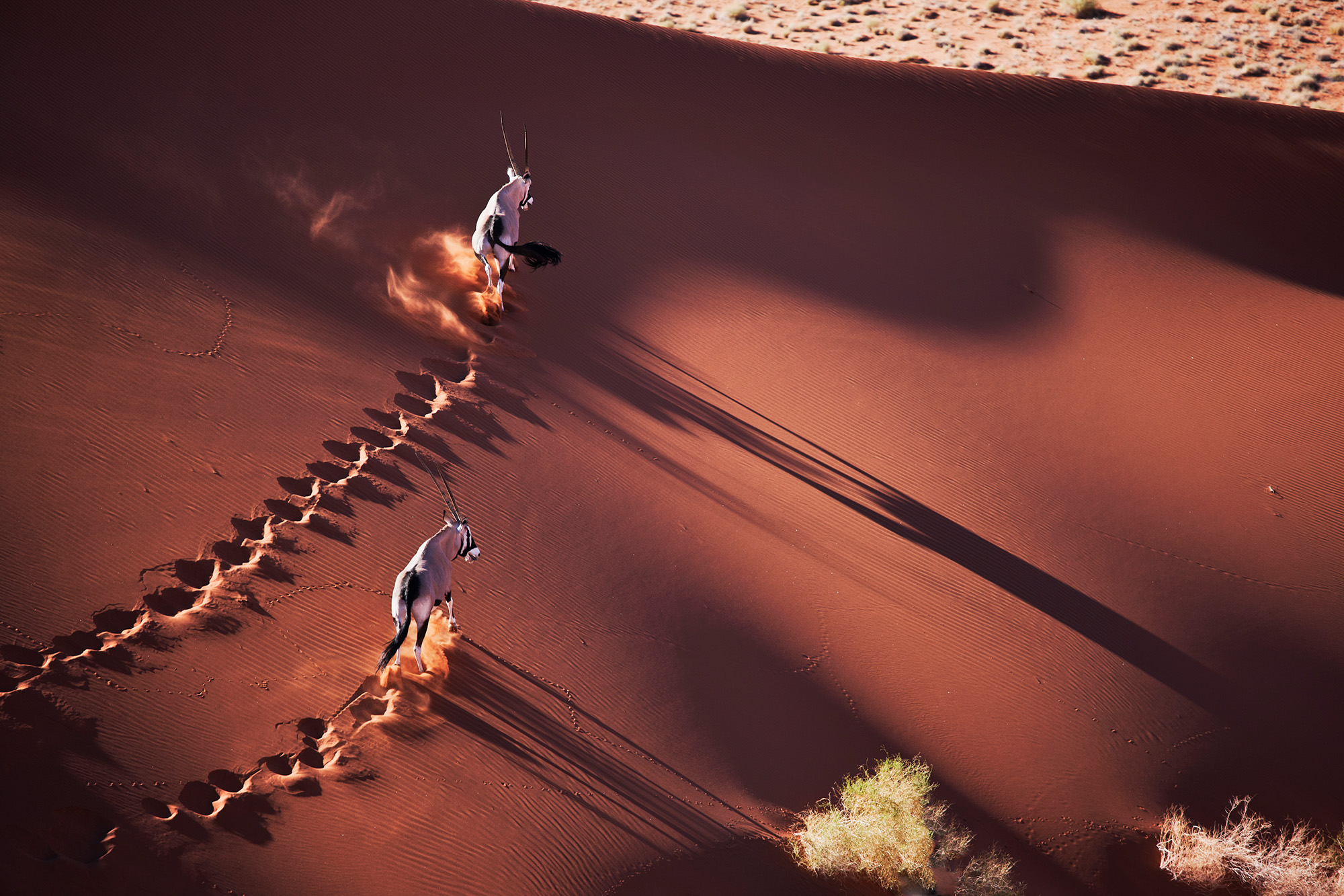 Oryx Gazella walking over a sand dune