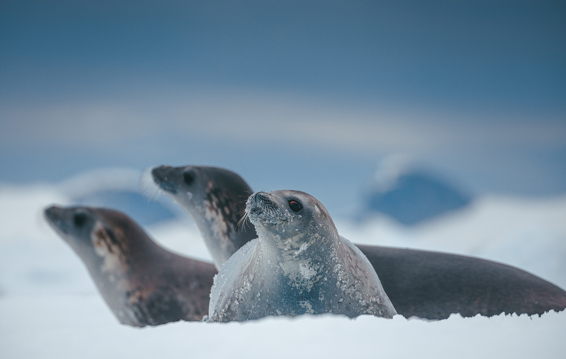 Crabeater Seals