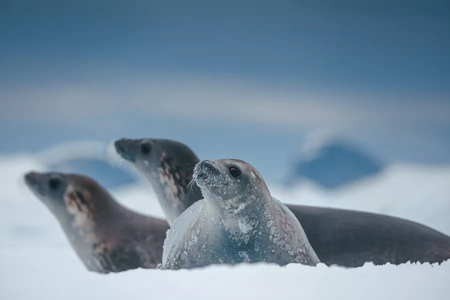 Crabeater Seals