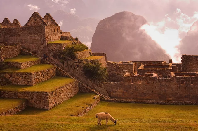 Peru Machu Picchu Llama Grazing