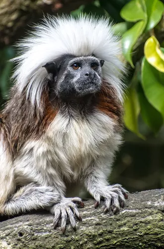Cotton Top Tamarin