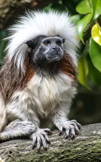Cotton Top Tamarin