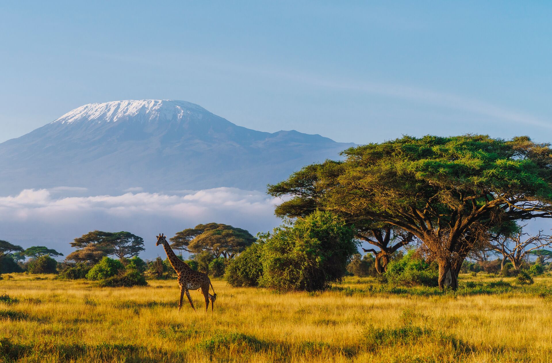 Giraffe walking in front of Kilimanjaro
