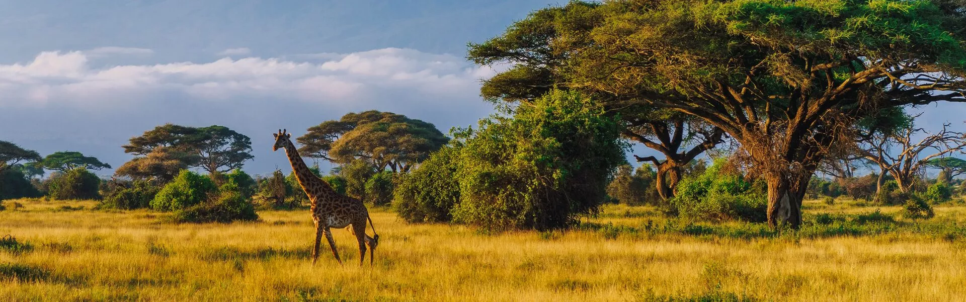Giraffe walking in front of Kilimanjaro