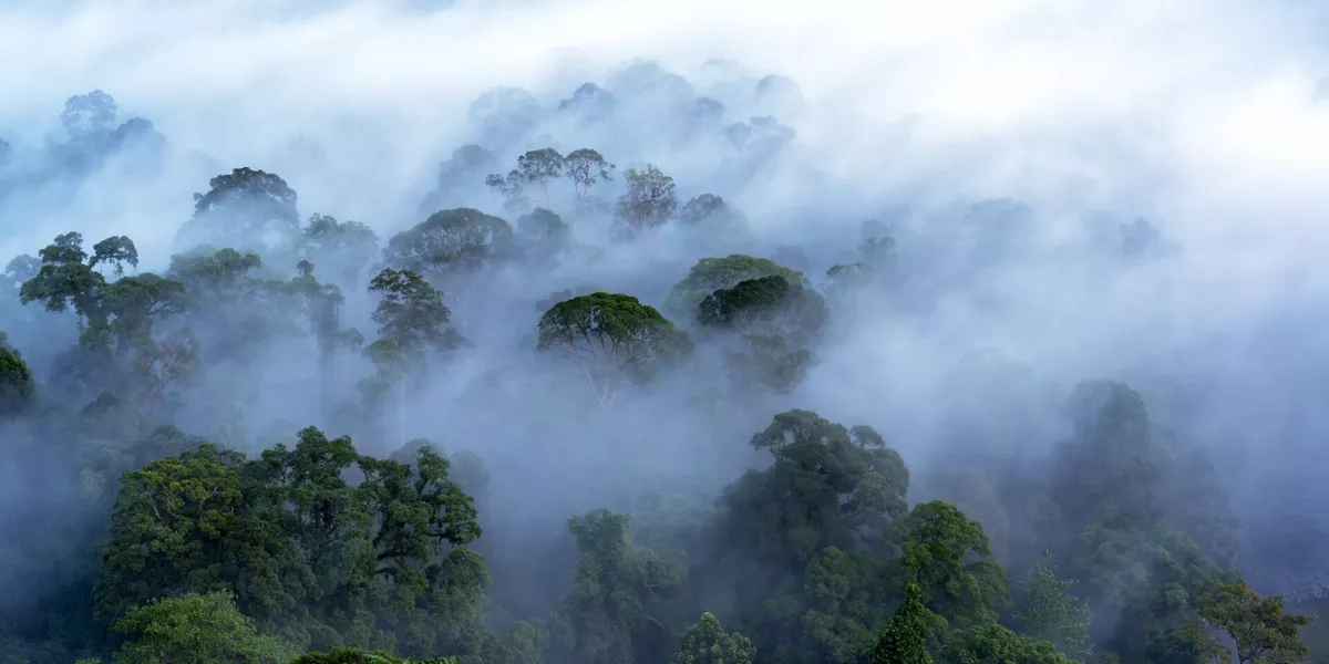 Borneo Danum Valley
