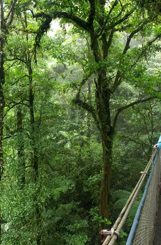 Costa Rica Monteverde Cloud Forest Woman Standing On Hanging Bridge In The Forest