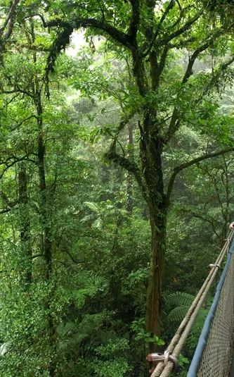 Costa Rica Monteverde Cloud Forest Woman Standing On Hanging Bridge In The Forest