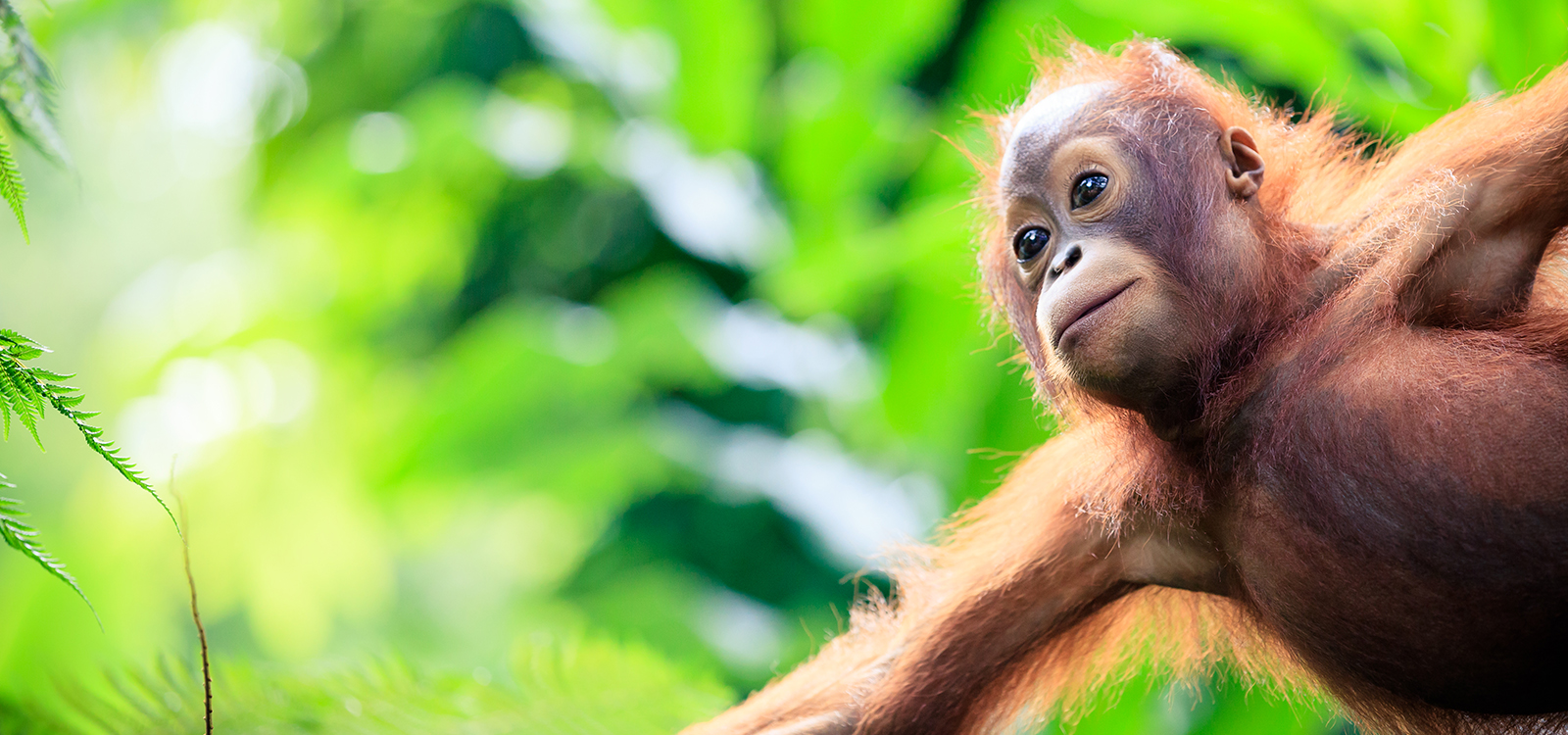 A baby oranguel hanging from a tree branch