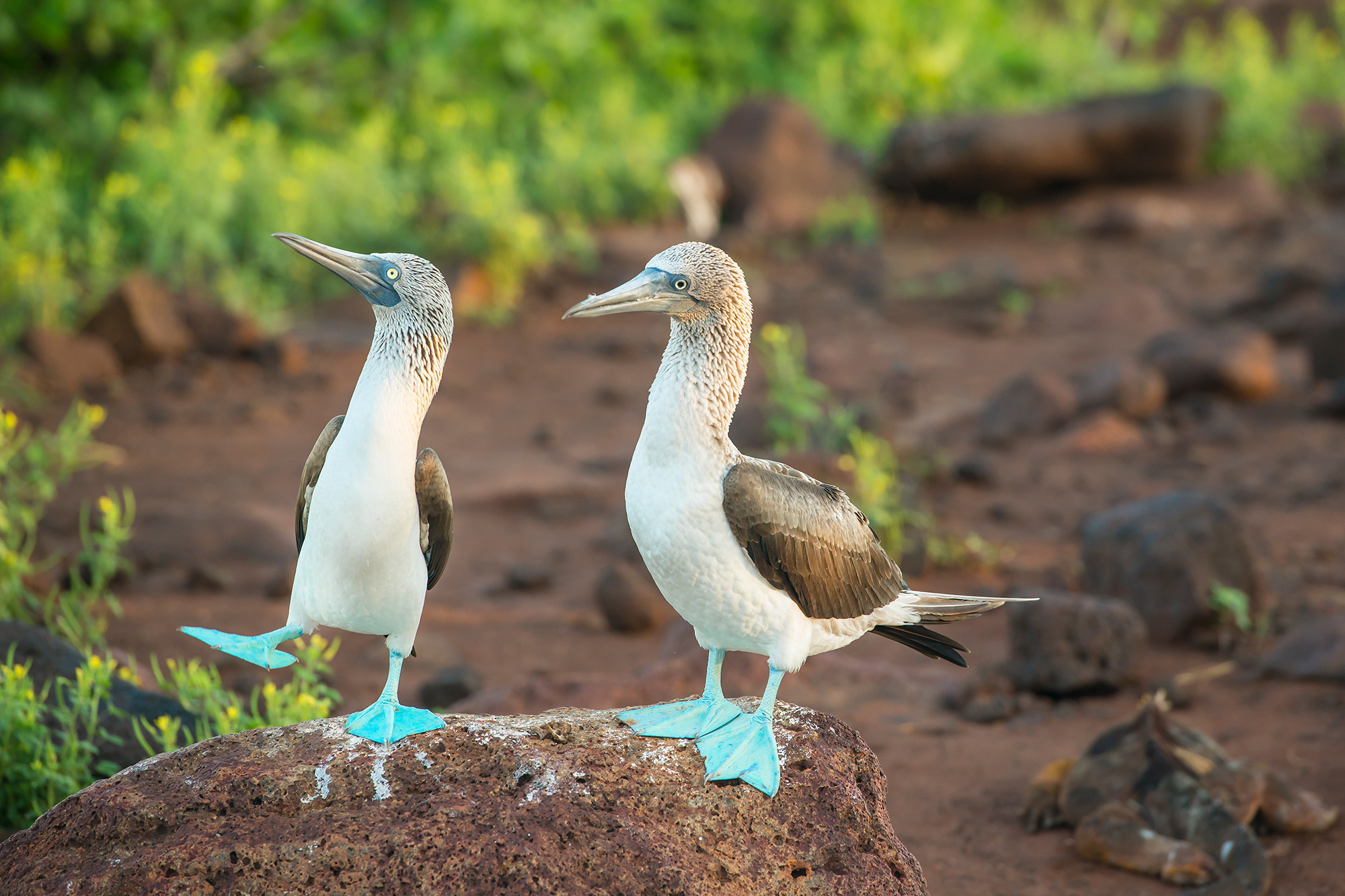 Blue Footed Boobies
