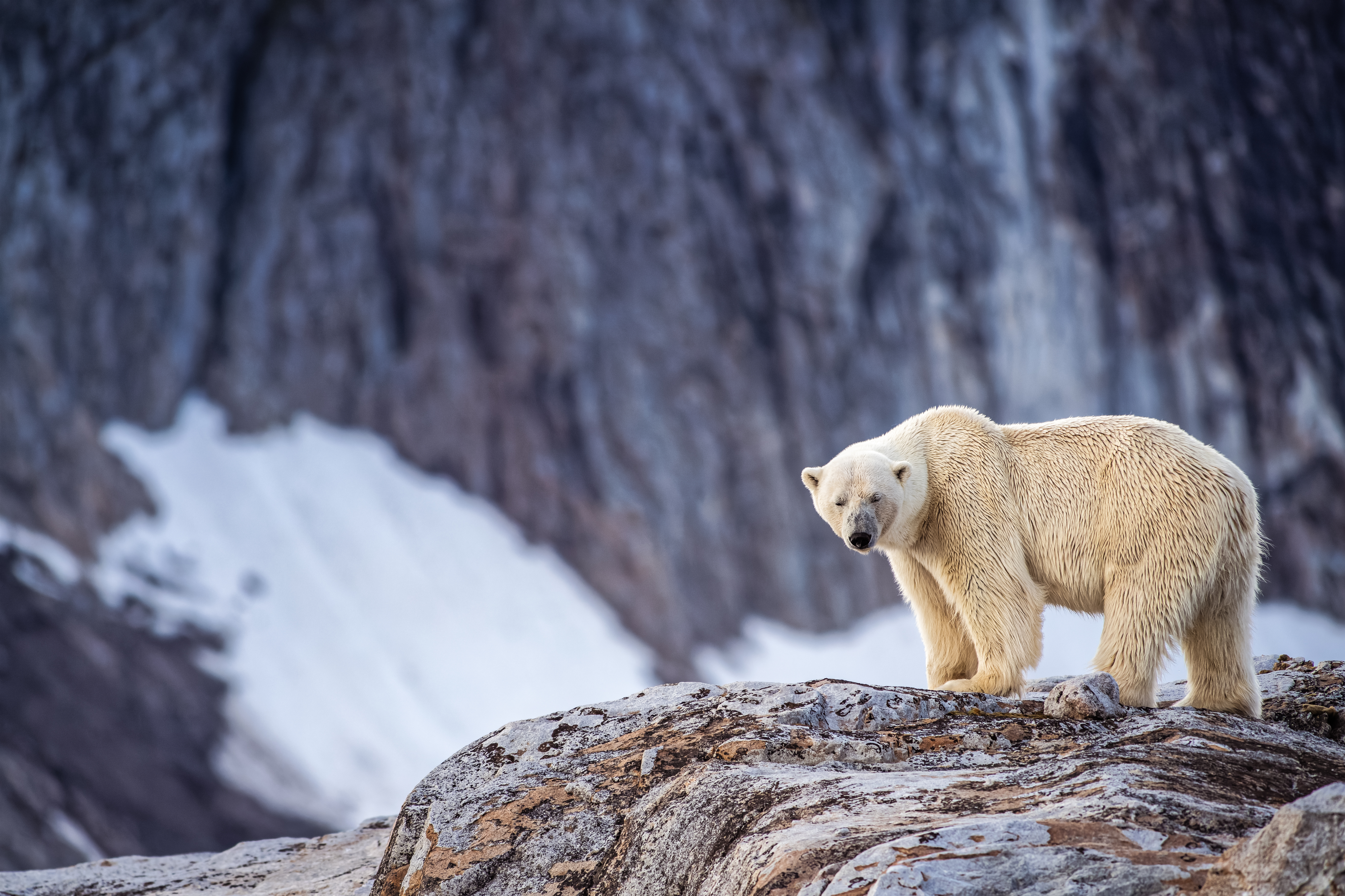 Svalbard Young Male Polar Bear