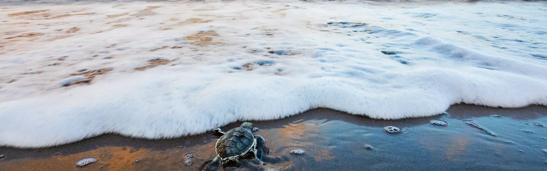 Baby Green Sea Turtle