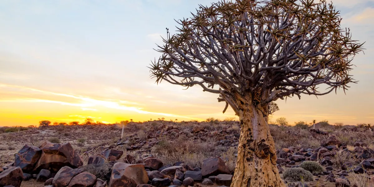 unique tree in rocky landscape