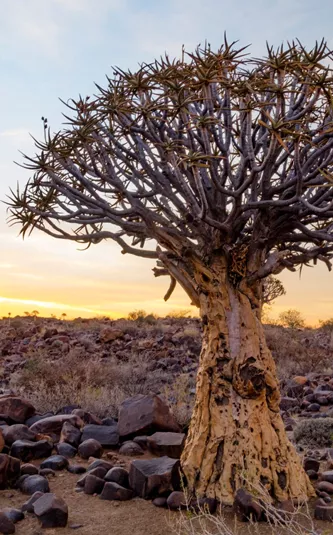 unique tree in rocky landscape