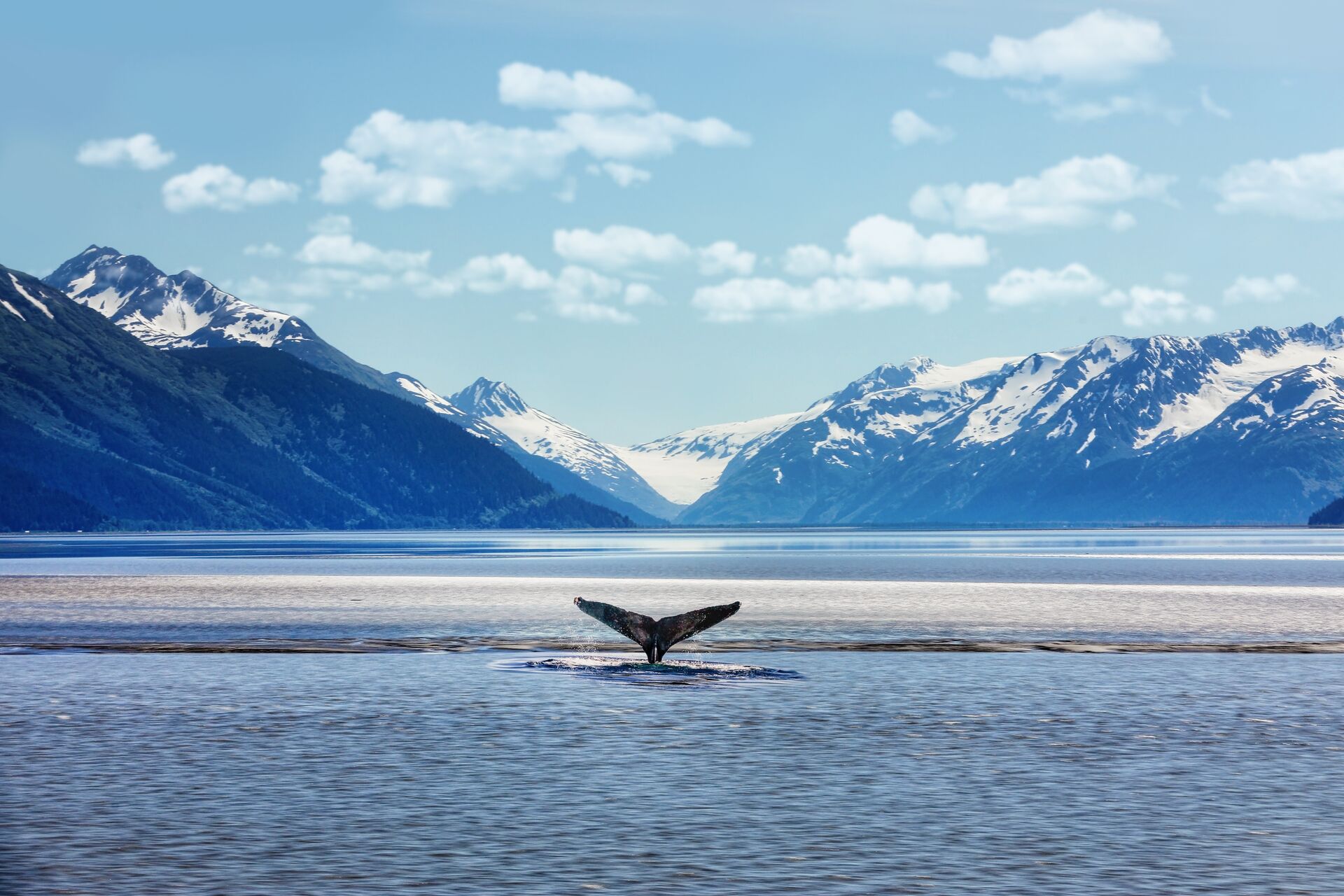 Humpback Whale Tail With Icy Mountains Backdrop Alaska