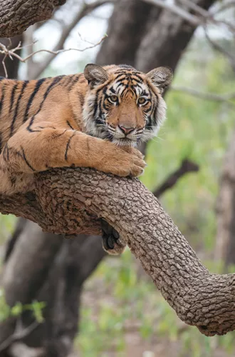 Tiger in a tree
