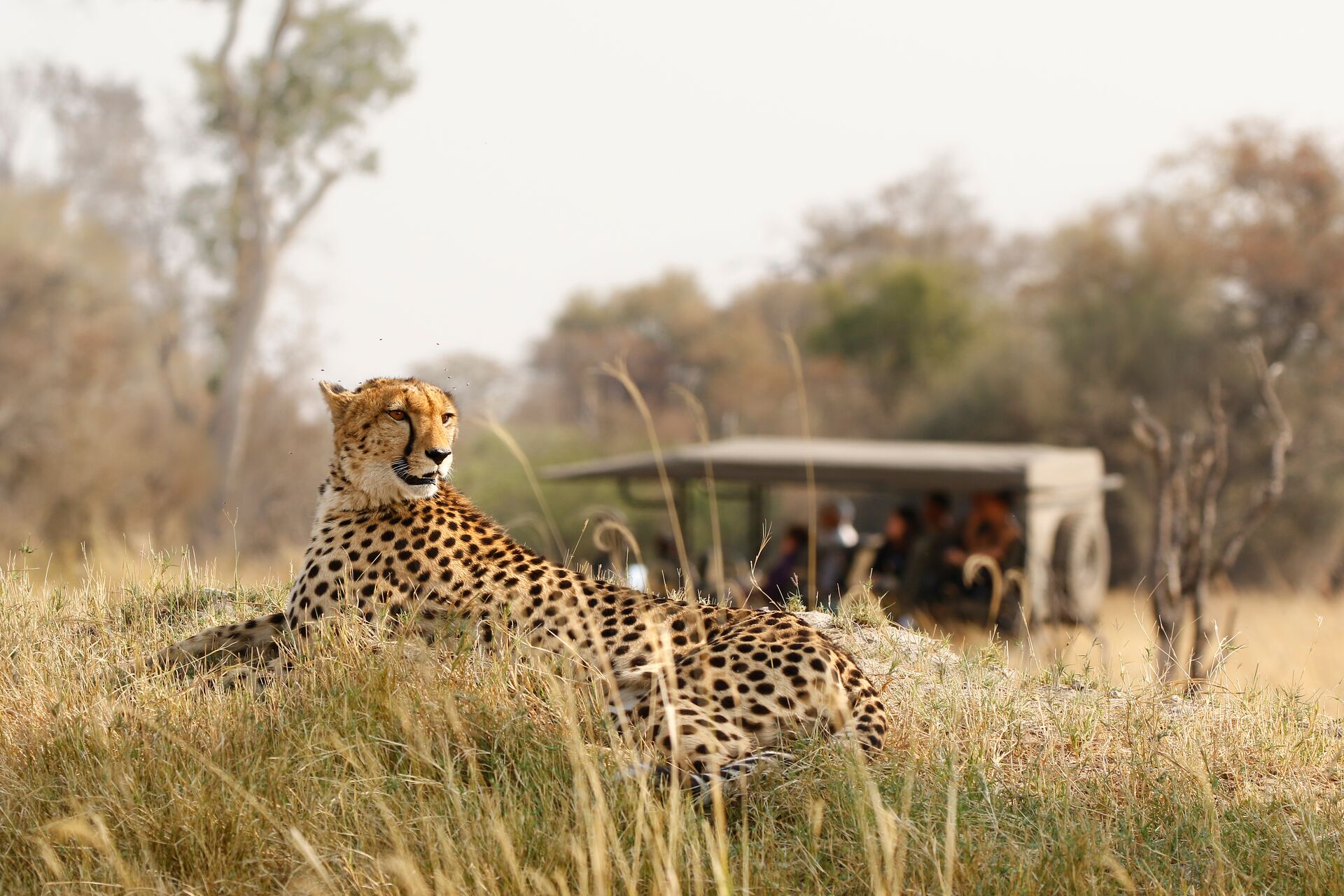 Cheetah sitting in tall grass while a safari vehicle passes in the background
