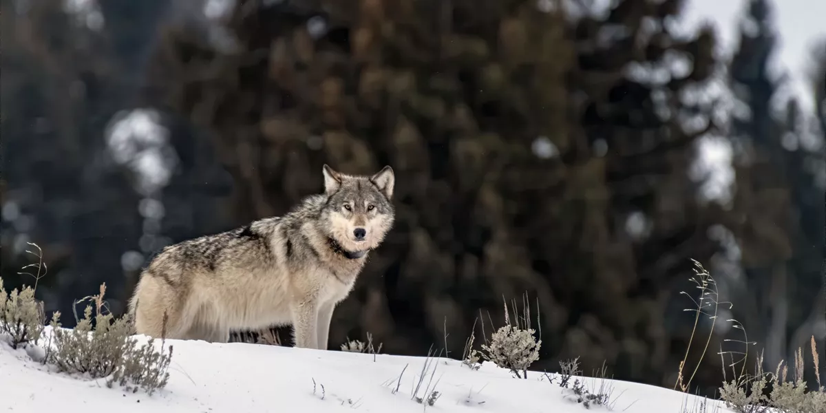 Wolf staring at camera on a snowy bank with forest behind