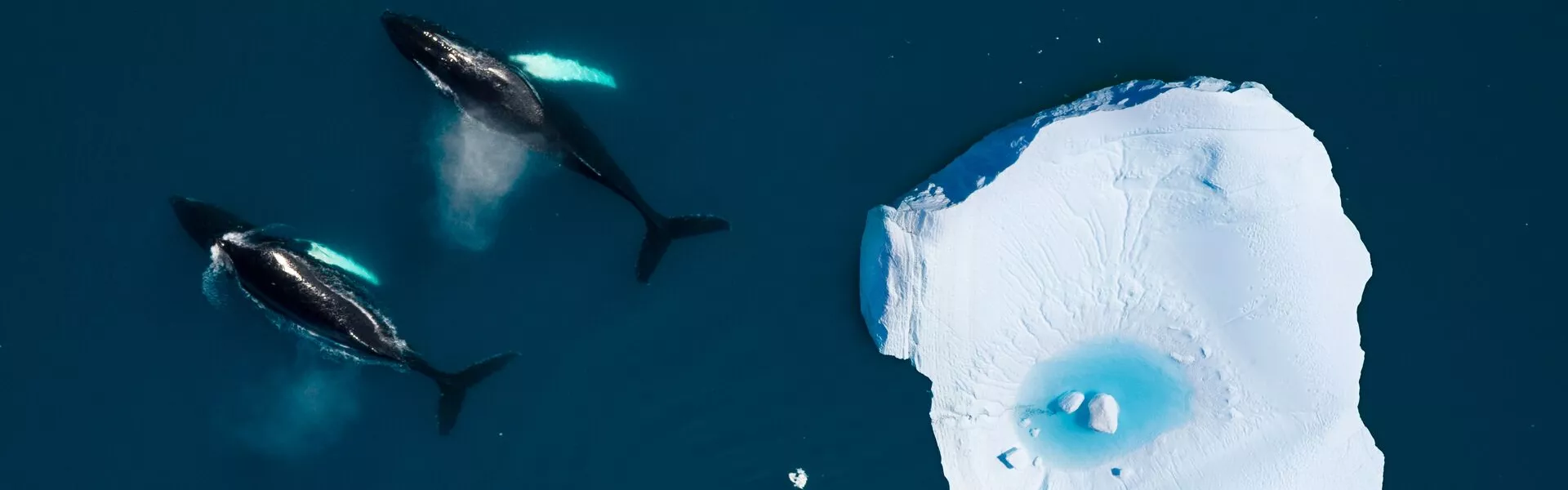 Aerial View Of Two Humpback Whales