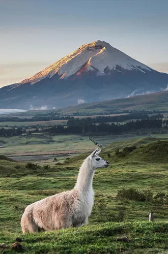 Llama Standing On Field Against Mountains During Sunset