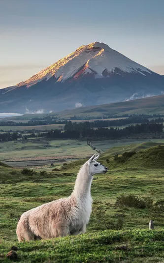 Llama Standing On Field Against Mountains During Sunset