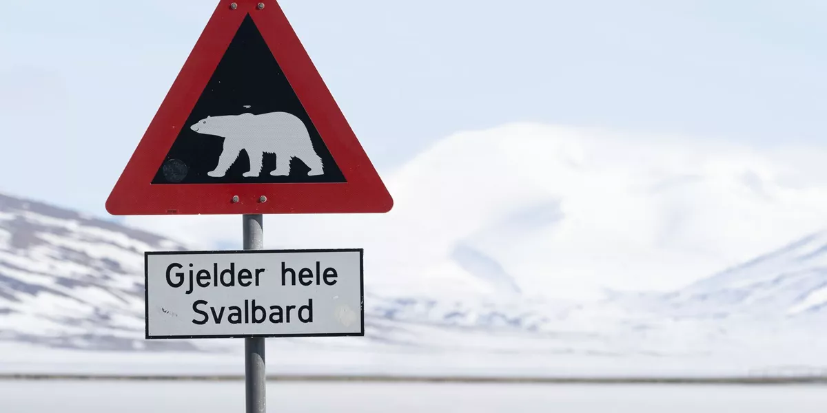 Svalbard Polar Bears Crossing