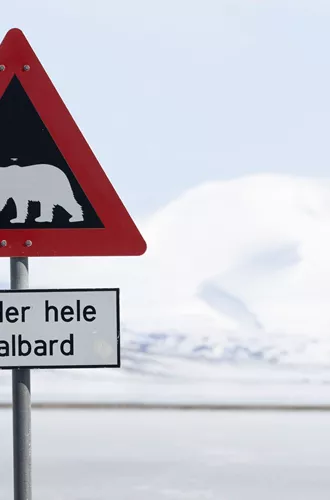 Svalbard Polar Bears Crossing