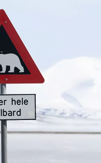 Svalbard Polar Bears Crossing