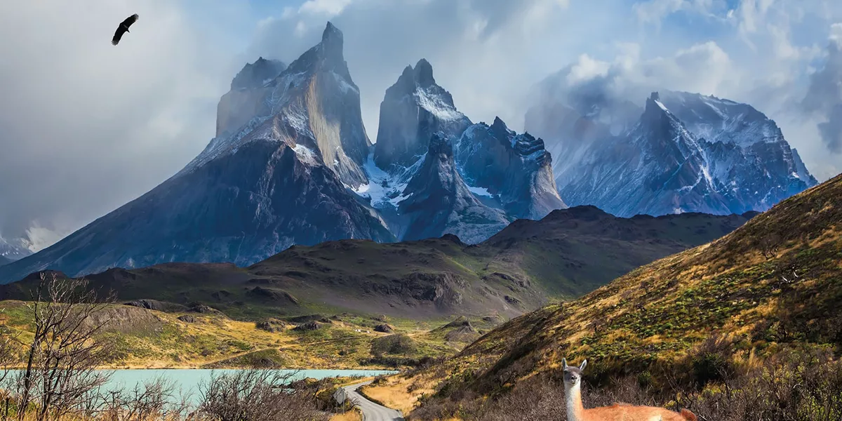 Guanaco on the Lake Pehoe