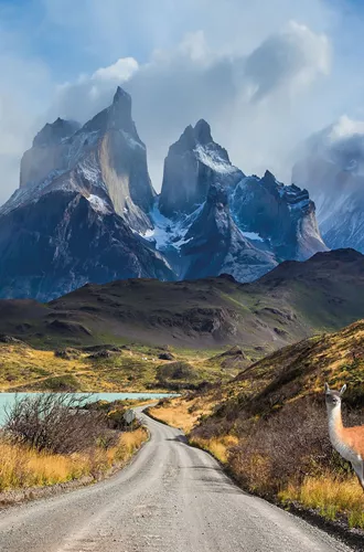 Guanaco on the Lake Pehoe