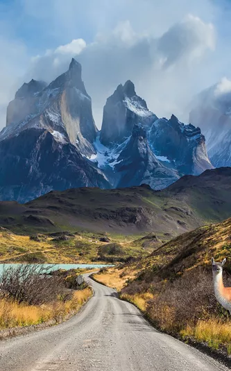 Guanaco on the Lake Pehoe