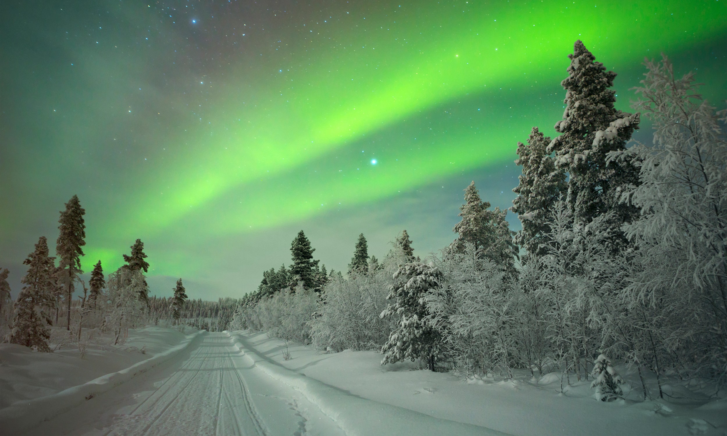 Northern lights in snowy forest