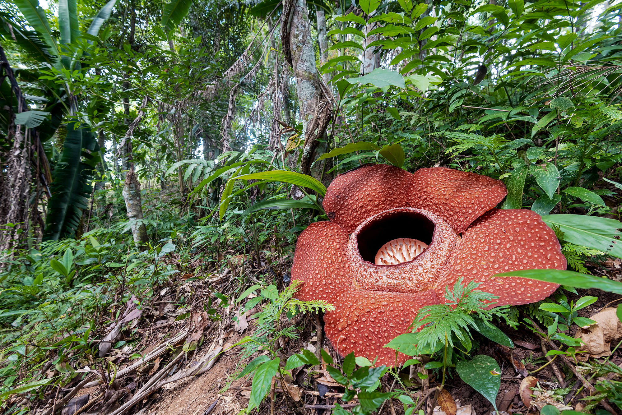 Borneo Sabah Rafflesia Keithii Flower
