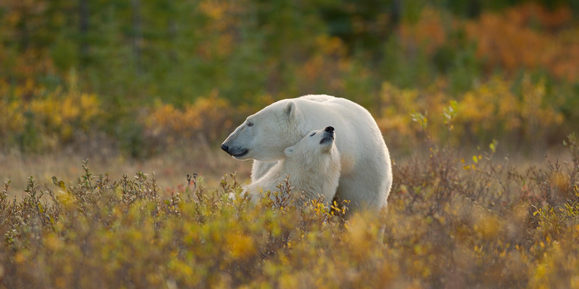 Two polar bears cuddling