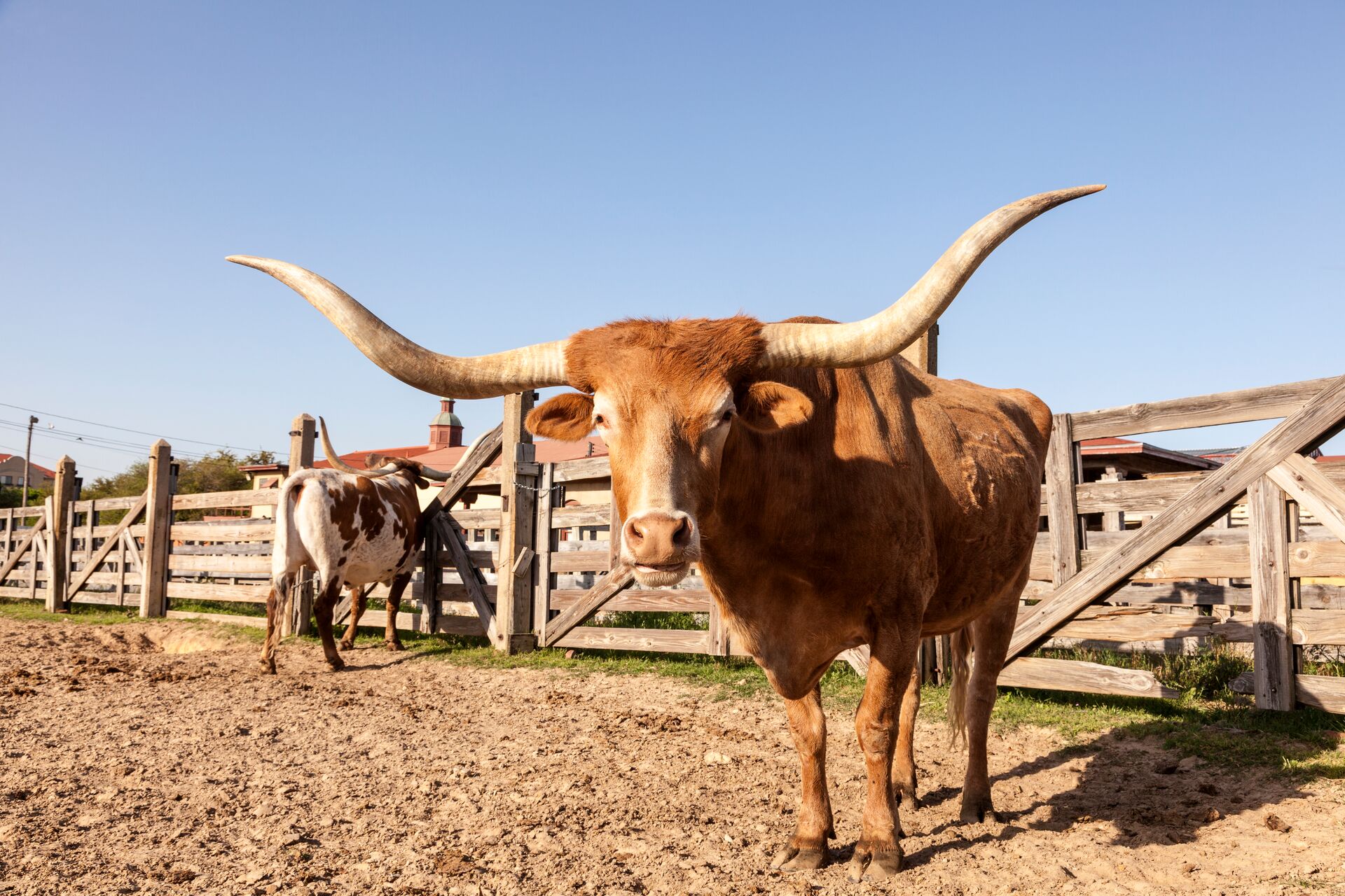 Two longhorn cattle