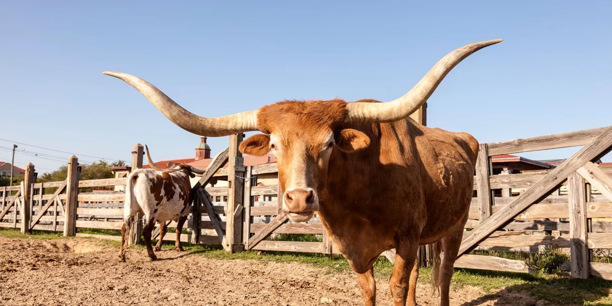 Two longhorn cattle